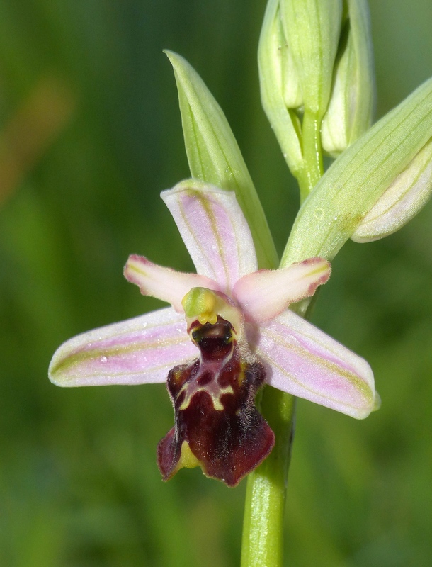 Ophrys montis-leonis sulla costa tirrenica laziale e sugli Aurunci  marzo 2024